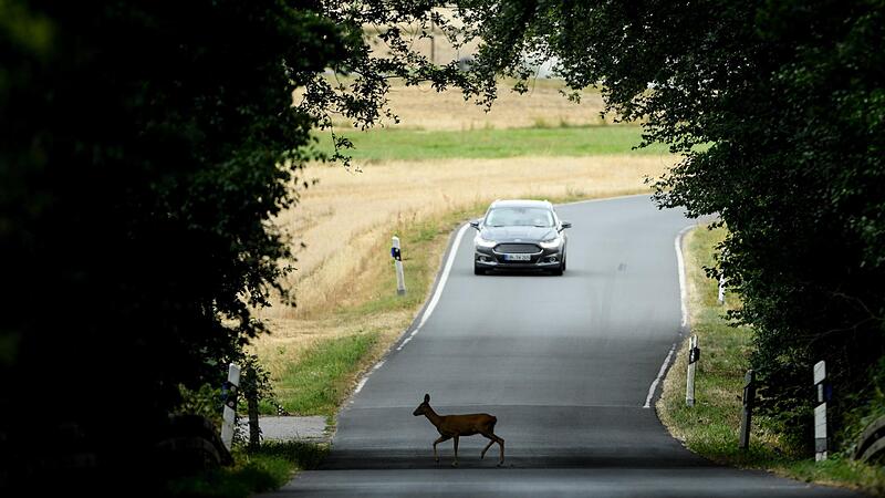 Wildunf&auml;lle geh&ouml;ren zu den t&uuml;ckischsten Unfallursachen im Stra&szlig;enverkehr.