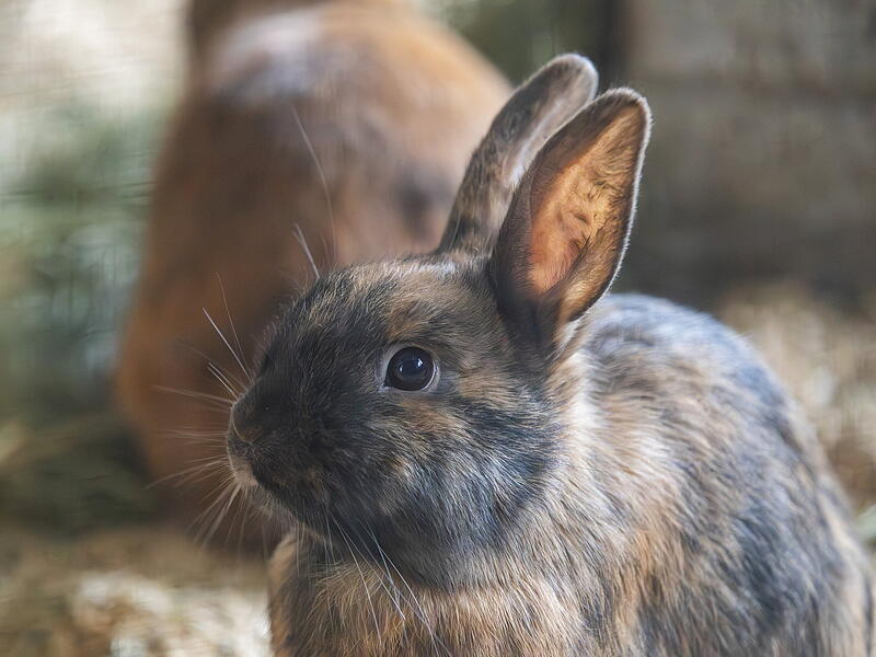 Viele Tiere warten im Tierheim Wanningsm&uuml;hle auf ein neues Zuhause. Auch Kaninchen sind darunter.