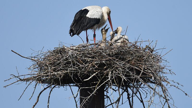F&uuml;tterung der Jungst&ouml;rche