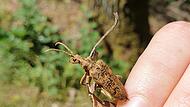 Die Larven des als gefährdet eingestuften Großen Laubholz-Zangenbocks sind vor allem auf abgestorbene Eichen angewiesen – die Hauptbaumart der fränkischen Mittelwälder.Forchheim & Fränkische Schweiz Die Larven des als gefährdet eingestuften Großen Laubholz-Zangenbocks sind vor allem auf abgestorbene Eichen angewiesen – die Hauptbaumart der fränkischen Mittelwälder.Forchheim & Fränkische Schweiz