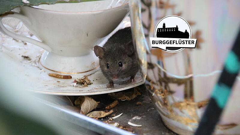 Putzig ist sie ja, die kleine Maus. Aber im Gem&uuml;segarten hat sie nichts zu suchen.