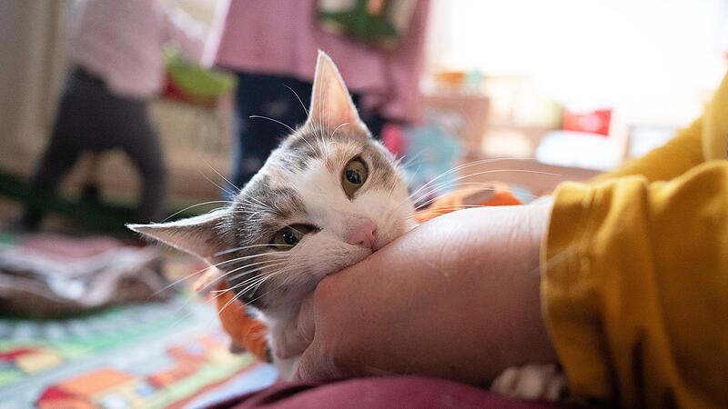 Gefahr für die Katze Gefahr für die Katze