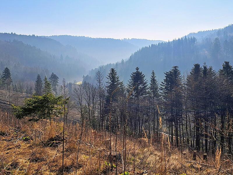 Leserfotos: So sch&ouml;n ist der Sommeranfang im FrankenwaldLeserfotos: So sch&ouml;n ist der Sommeranfang im Frankenwald