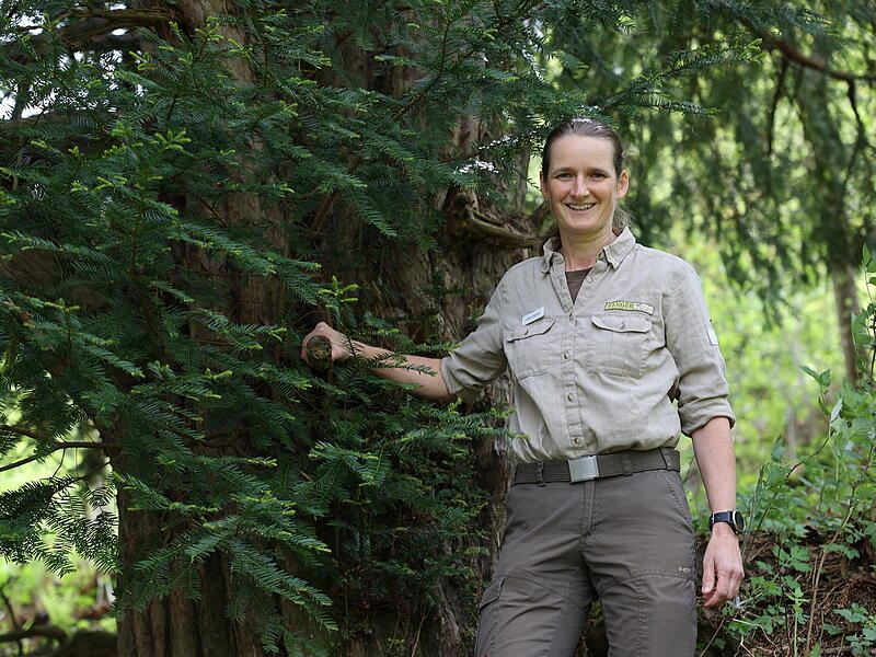 Eibe bei Bernstein am Wald900-j&auml;hrige Eibe