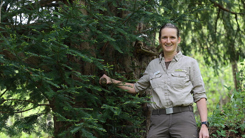 Eibe bei Bernstein am Wald900-j&auml;hrige Eibe