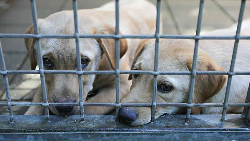 Die Welpen werden behandelt und können aktuell noch nicht vermittelt werden.Forchheim & Fränkische Schweiz