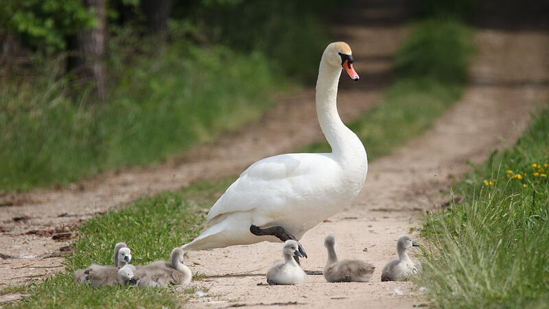 Schwan mit BabysLeserbilder Mai