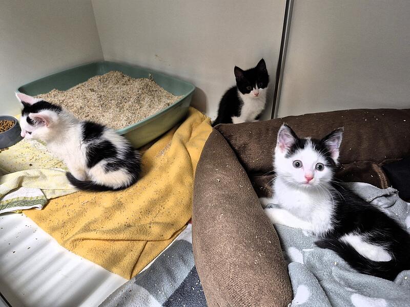 Diese K&auml;tzchen wurden in einem zugeklebten Schuhkarton gefunden und suchen ein neues Zuhause