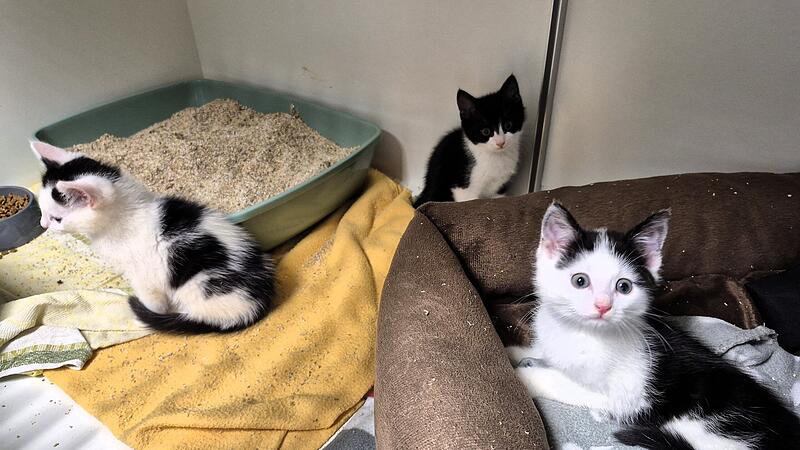 Diese K&auml;tzchen wurden in einem zugeklebten Schuhkarton gefunden und suchen ein neues Zuhause