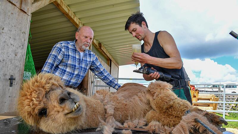 Ehemann Manfred Drechsler (links) unterst&uuml;tzt Fabian Theim bei der Schur.