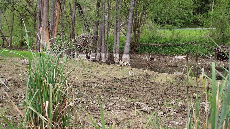Das einst aufgestaute Wasser ist hier verschwunden, die Biberburg nicht mehr bewohnt, weil der Damm unterhalb zerst&ouml;rt ist.Forchheim & Fr&auml;nkische Schweiz