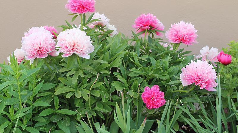 Bauerpfingstrosen stehen jetzt in voller Blüte.