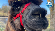 Mein Kulmbach Bild der Woche Alpaka Thumbnail Mein Kulmbach Bild der Woche Alpaka Thumbnail