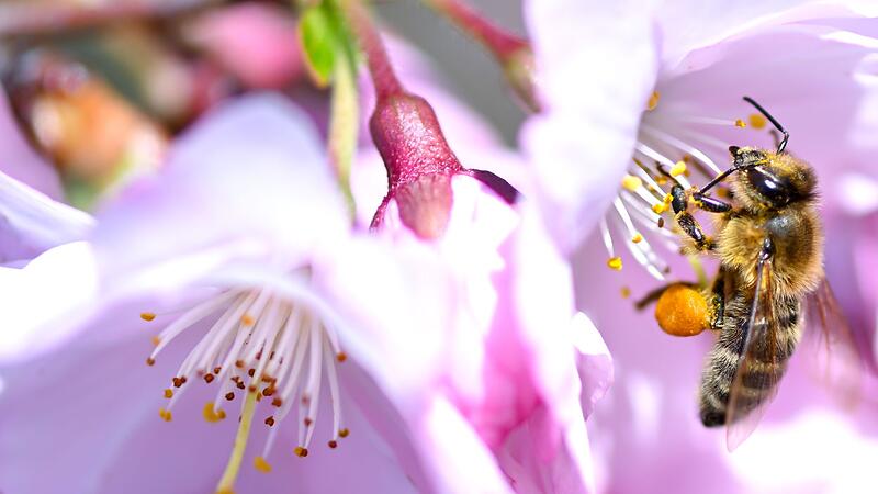 Fr&uuml;hlingshaftes Wetter in Bayern