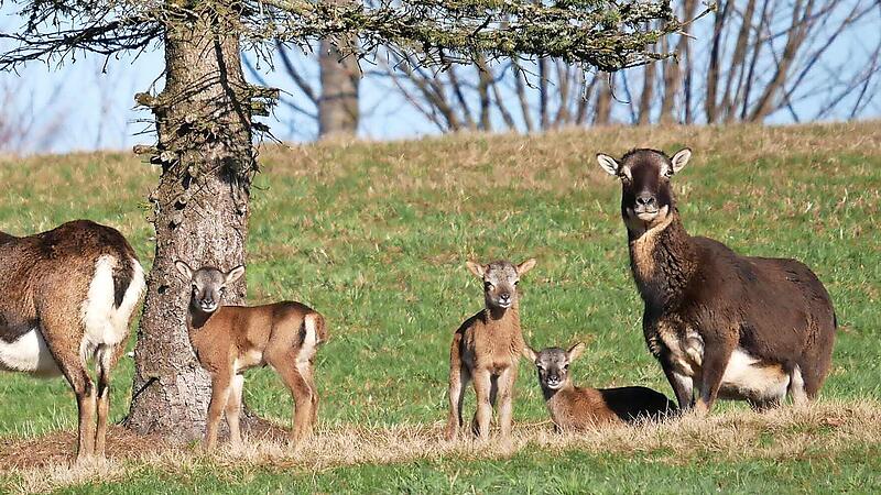 Die wilde Mufflons-Herde in Tschirn bekommt Besuch vom Landwirtschaftsausschuss des Landtags.