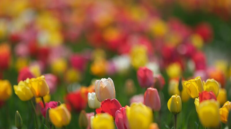 Blumenmeer Blumenmeer