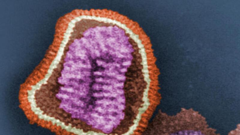 Was hier so bunt eingef&auml;rbt wurde und sch&ouml;n ausieht, ist ein gef&auml;hrlicher Influenza-Virus