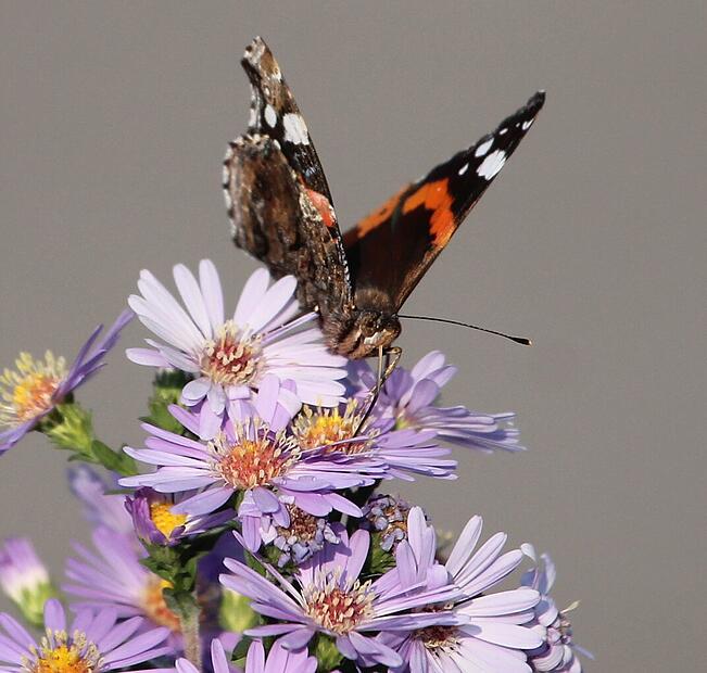 Admiral auf der Herbstaster