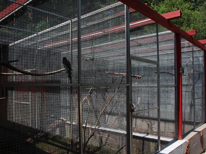 Viele Tiere werden alleine oder zu zweit gehalten.Ein Blick in die Auffangstation f&uuml;r Papageien