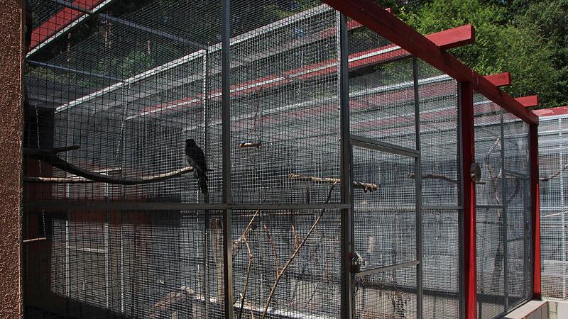 Viele Tiere werden alleine oder zu zweit gehalten.Ein Blick in die Auffangstation f&uuml;r Papageien