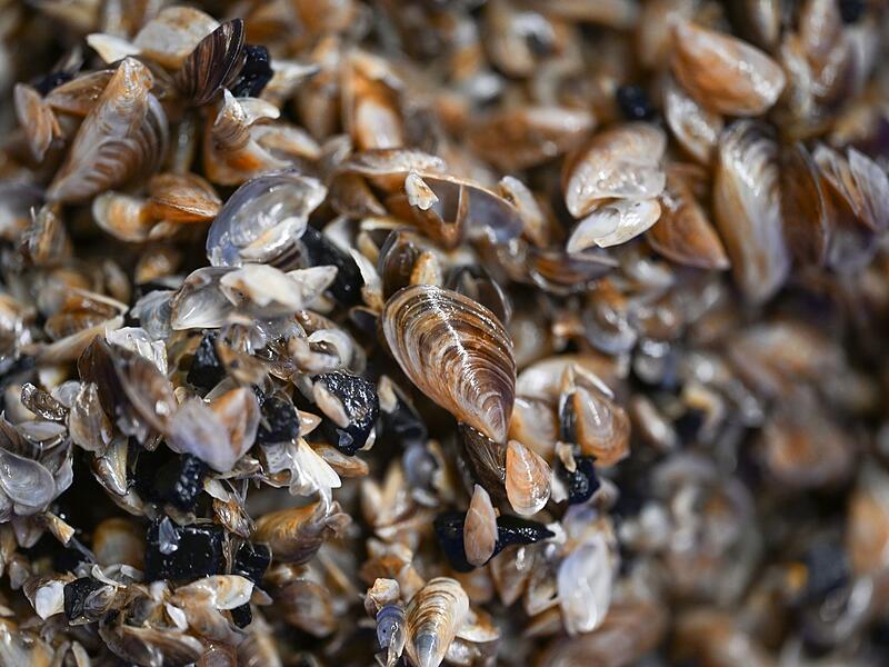 Quagga-Muscheln