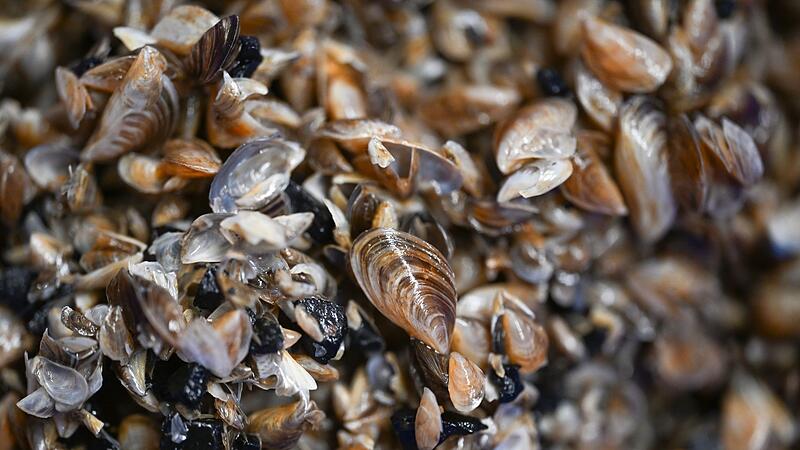 Quagga-Muscheln