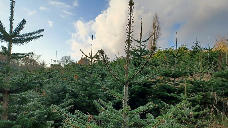 Christbäume auf einem Christbaumfeld