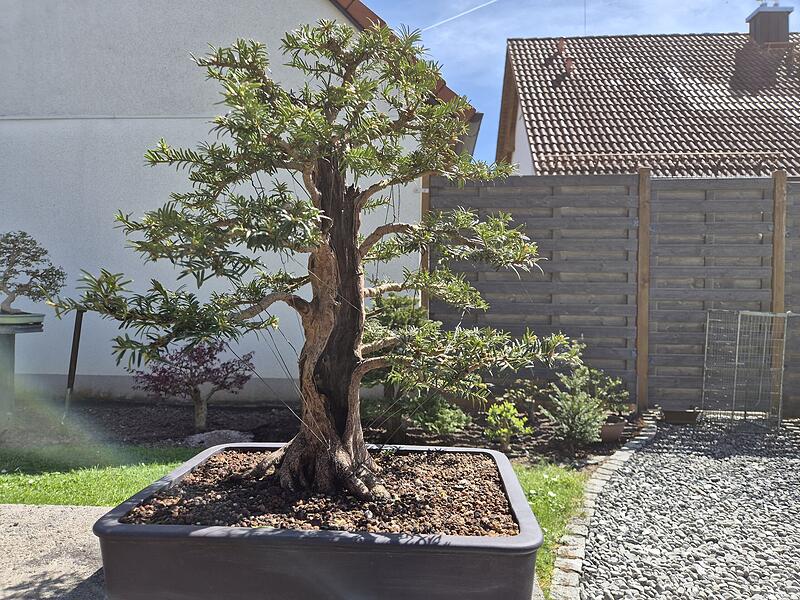 Bonsai im Landkreis Bamberg: Franke verkauft Bume fr viel Geld