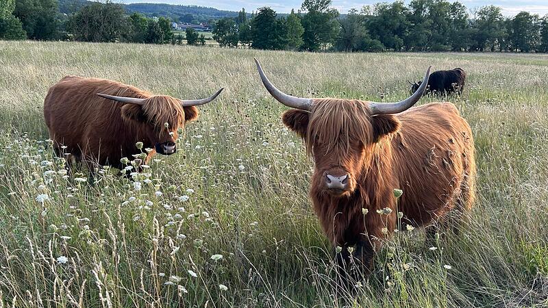 Weideprojekt in Coburg: Wasserb&uuml;ffel und Hochlandrinder erobern die Glender Wiesen