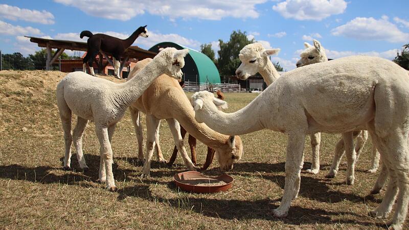 Alpakas weiden am Stellplatz in Kirchsch&ouml;nbach.
