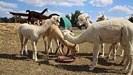 Alpakas weiden am Stellplatz in Kirchsch&ouml;nbach.
