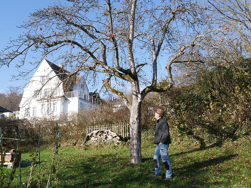 Obstbaumpfleger Stefano Pettinella vor seinem Apfelbaum.