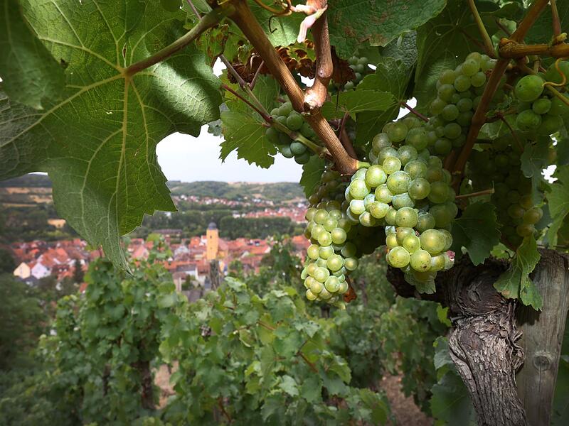 Frankenwein Frankenwein