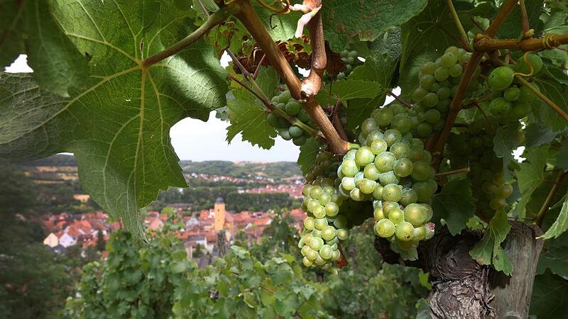 Frankenwein