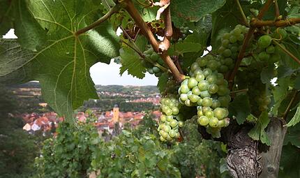 Frankenwein