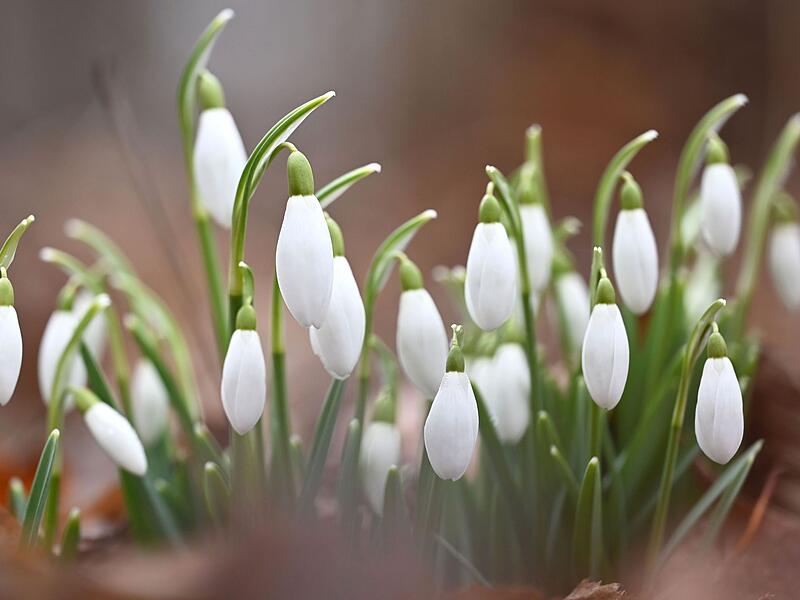 Erste Fr&uuml;hlingsboten in M&uuml;nchen