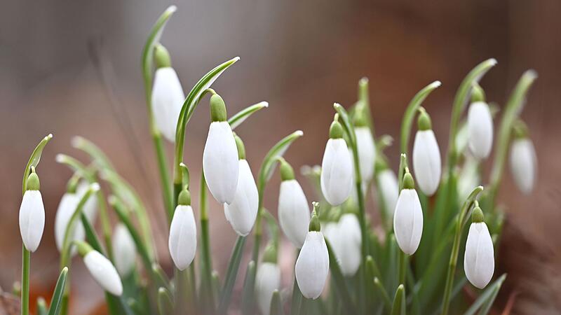 Erste Fr&uuml;hlingsboten in M&uuml;nchen