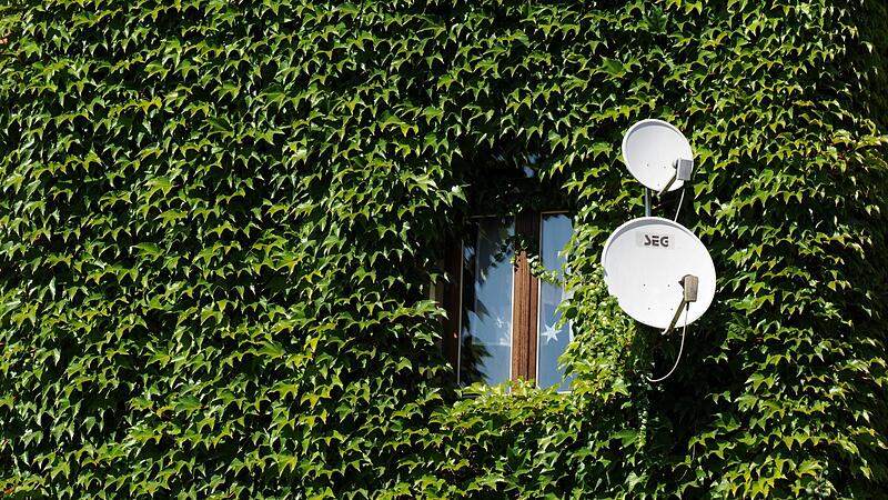 Efeu begr&uuml;nt nicht nur Fassaden sondern sch&uuml;tzt sie auch.