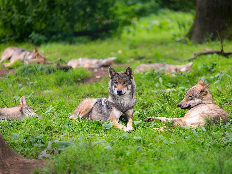 Frankens wohl gr&ouml;&szlig;tes Wolfsrudel lebt derzeit im Tambacher Wildpark.Forchheim & Fr&auml;nkische Schweiz