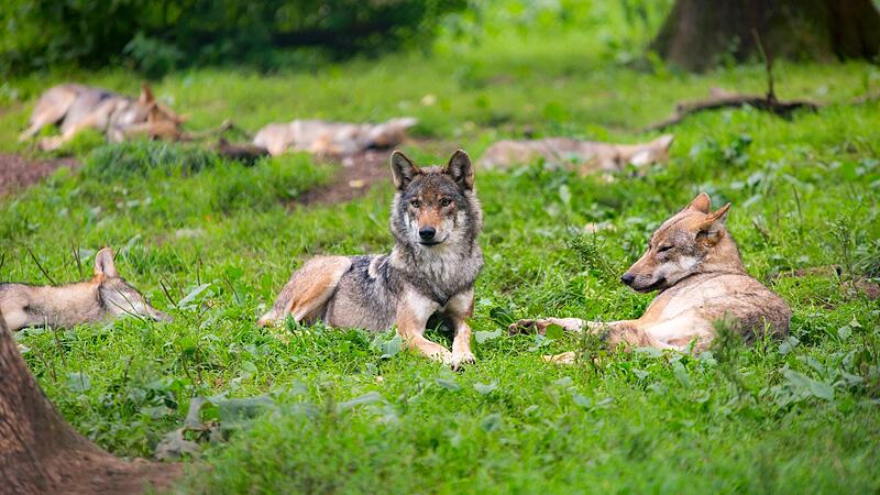 Frankens wohl gr&ouml;&szlig;tes Wolfsrudel lebt derzeit im Tambacher Wildpark.Forchheim & Fr&auml;nkische Schweiz