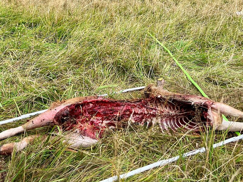 Wolf reißt vermutlich Schaf in Riedenberg
