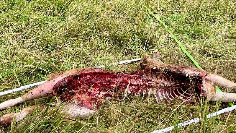 Wolf rei&szlig;t vermutlich Schaf in Riedenberg