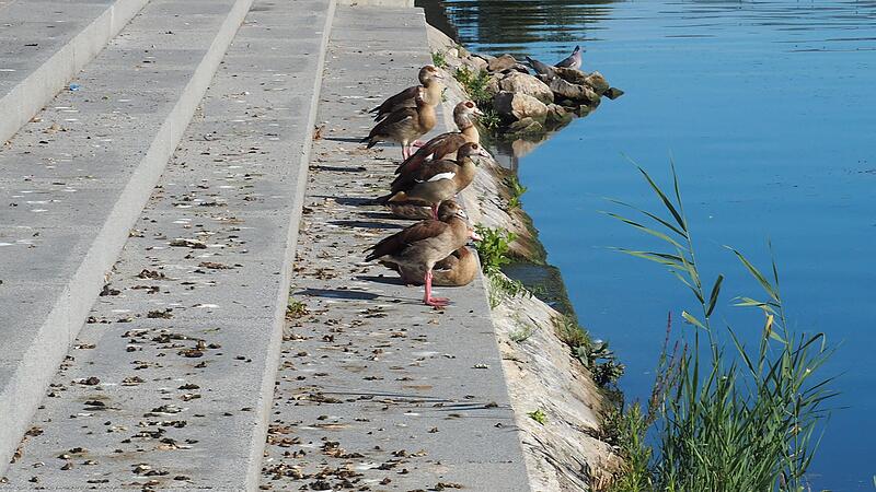 Die Nilg&auml;nse nutzen den Mainkai in Kitzingen als &ouml;ffentliche Toilette.