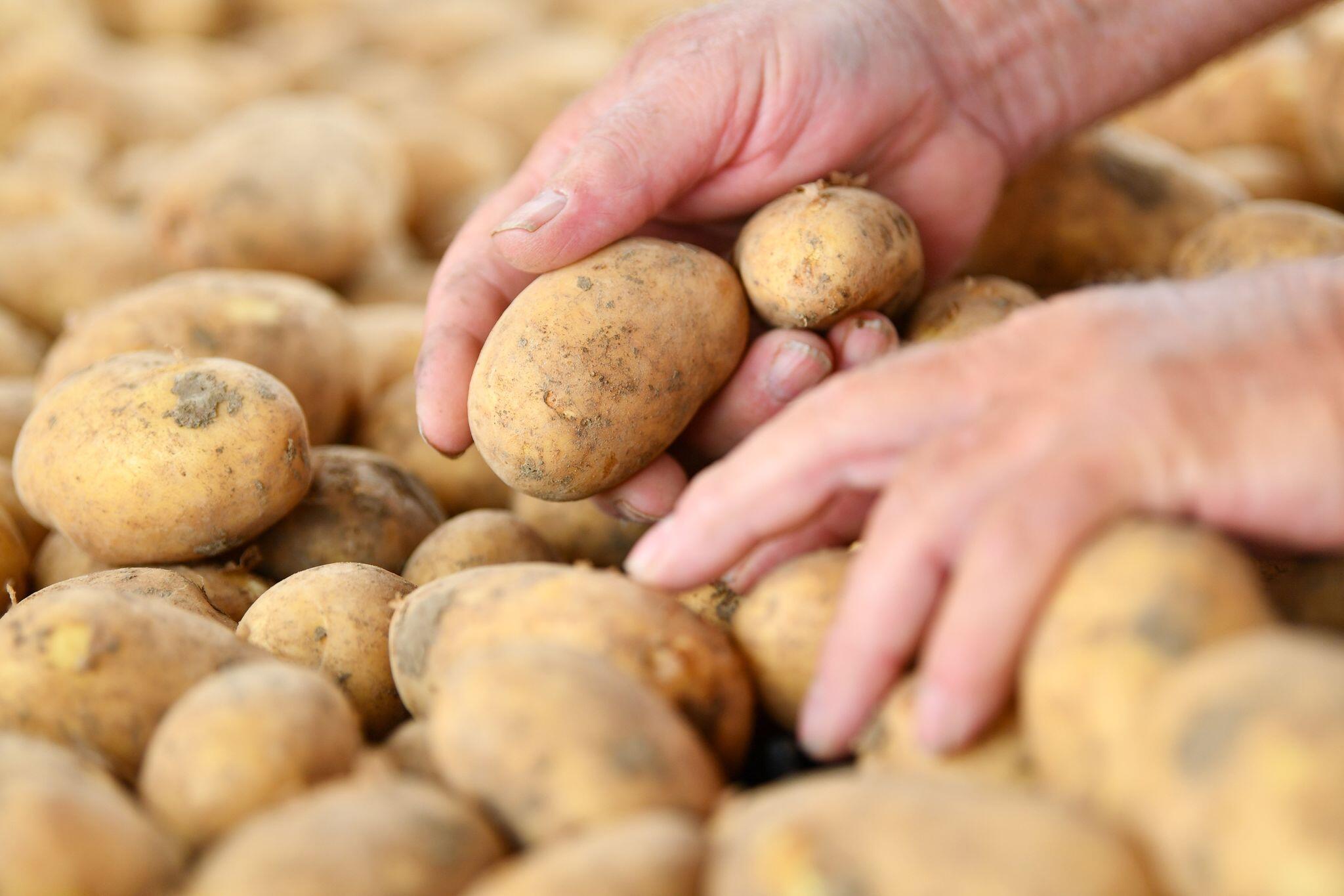 Wie Erkenne Ich Ob Die Kartoffeln Reif Sind Kartoffeln früher reif