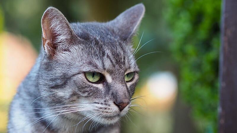 Eine Hauskatze auf der Pirsch im heimischen Garten.