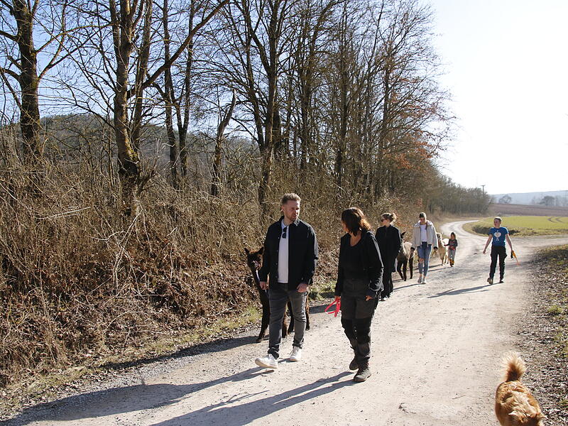 Sonne und Natur während der AlpakawanderungAlpakawanderung Reichenbach Sonne und Natur während der Alpakawanderung