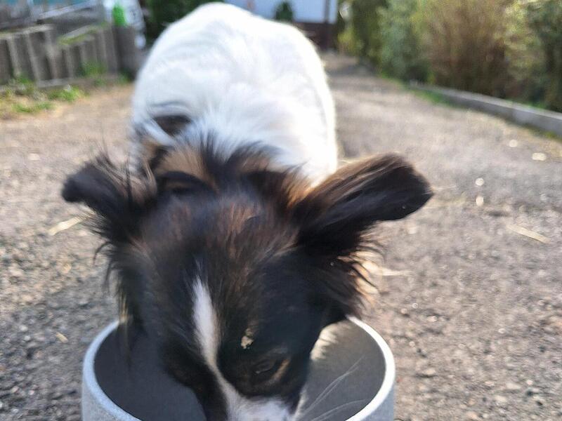 Wassernäpfe für Hunde in Coburg Wassernäpfe für Hunde in Coburg