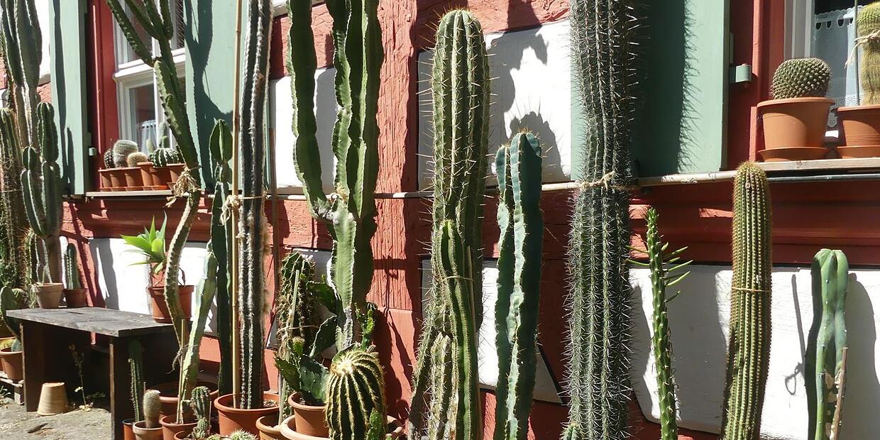 Kakteen: Stachelige Freunde an der Hauswand