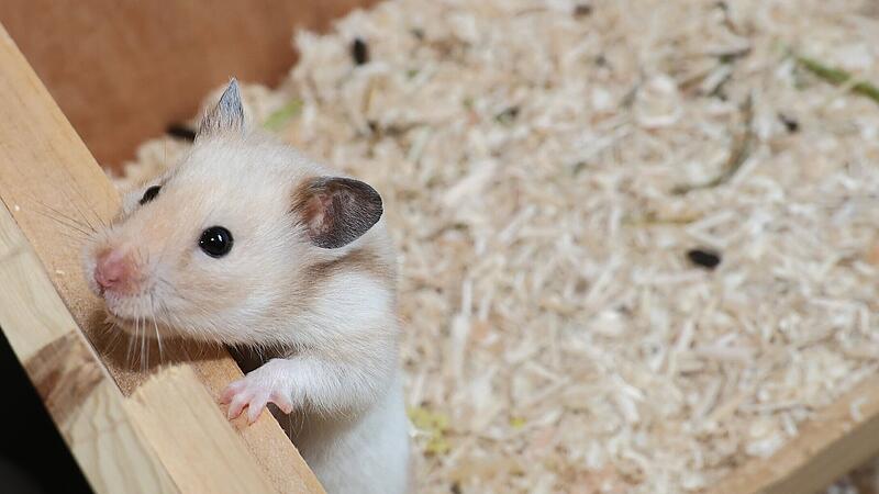 39 Hamster im Tierheim