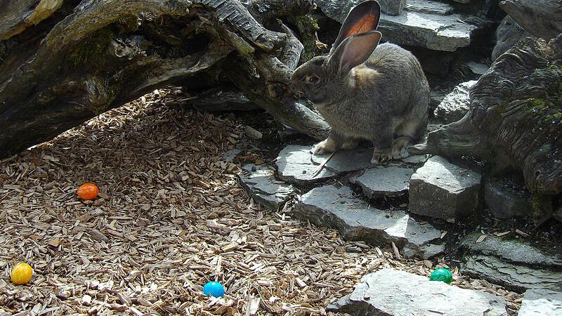 Die Eier waren im Wildpark Klaushof auch dort versteckt, wo sie hingeh&ouml;ren: beim Osterhasen!